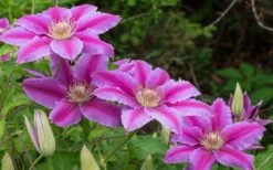 Dr. Ruppel Clematis - 1 Gallon Pot -Wilson Bros Gardens Shop clematis dr ruppel 8