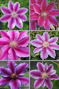 Dr. Ruppel Clematis - 1 Gallon Pot -Wilson Bros Gardens Shop clematis dr ruppel 9