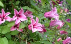 Duchess Of Albany Clematis - 1 Gallon Pot 15 Duchess Of Albany Clematis - 1 Gallon Pot -Wilson Bros Gardens Shop clematis duchess of albany 5