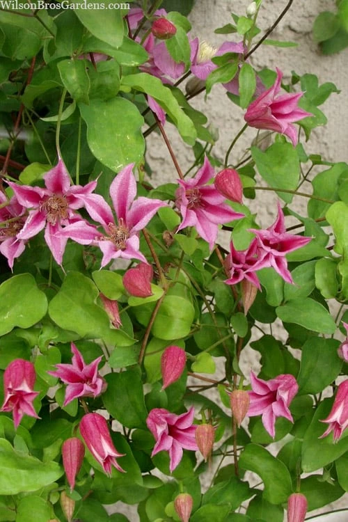 Duchess Of Albany Clematis - 1 Gallon Pot 6 Duchess Of Albany Clematis - 1 Gallon Pot - Image 6