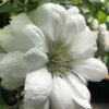 Duchess Of Edinburgh Clematis - 2 Gallon Pot