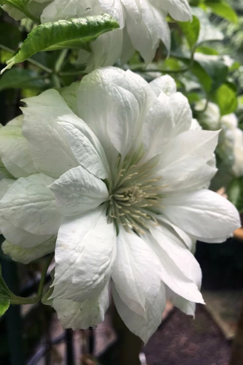 Duchess Of Edinburgh Clematis - 2 Gallon Pot 1 Duchess Of Edinburgh Clematis - 2 Gallon Pot