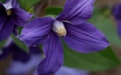 Durandii Clematis - 1 Gallon Pot -Wilson Bros Gardens Shop clematis durandii 12