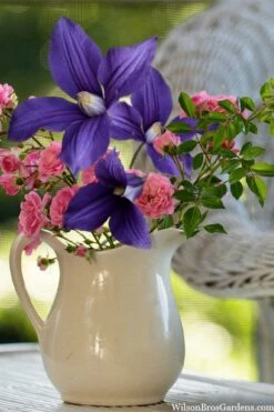 Durandii Clematis - 1 Gallon Pot -Wilson Bros Gardens Shop clematis durandii 13