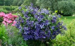 Durandii Clematis - 1 Gallon Pot -Wilson Bros Gardens Shop clematis durandii 3
