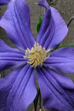 Durandii Clematis - 1 Gallon Pot -Wilson Bros Gardens Shop clematis durandii 4