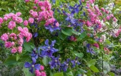 Durandii Clematis - 1 Gallon Pot -Wilson Bros Gardens Shop clematis durandii 8