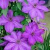 Elsa Spath Clematis - 1 Gallon Pot