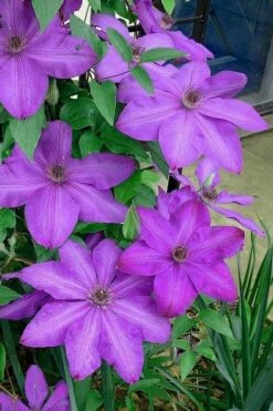 Elsa Spath Clematis - 1 Gallon Pot