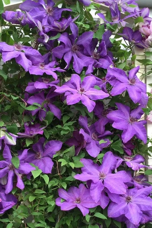 Elsa Spath Clematis - 1 Gallon Pot 4 Elsa Spath Clematis - 1 Gallon Pot - Image 4
