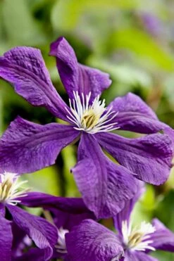 Etoile Violette Clematis - 1 Gallon Pot 15 Etoile Violette Clematis - 1 Gallon Pot -Wilson Bros Gardens Shop clematis etoile violette 10
