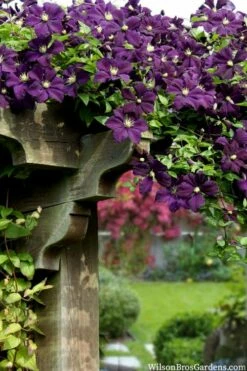 Etoile Violette Clematis - 1 Gallon Pot 13 Etoile Violette Clematis - 1 Gallon Pot -Wilson Bros Gardens Shop clematis etoile violette 11
