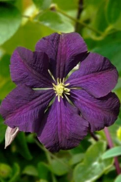 Etoile Violette Clematis - 1 Gallon Pot 11 Etoile Violette Clematis - 1 Gallon Pot -Wilson Bros Gardens Shop clematis etoile violette 13