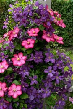 Etoile Violette Clematis - 1 Gallon Pot 12 Etoile Violette Clematis - 1 Gallon Pot -Wilson Bros Gardens Shop clematis etoile violette 4