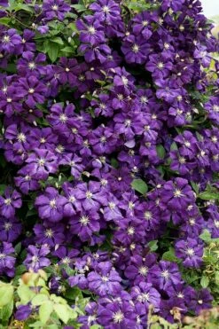 Etoile Violette Clematis - 1 Gallon Pot