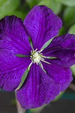 Etoile Violette Clematis - 1 Gallon Pot 14 Etoile Violette Clematis - 1 Gallon Pot -Wilson Bros Gardens Shop clematis etolie violette 1