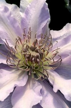 Filigree Clematis - 1 Gallon Pot -Wilson Bros Gardens Shop clematis filigree 2