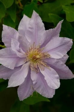 Filigree Clematis - 1 Gallon Pot -Wilson Bros Gardens Shop clematis filigree 4