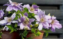 Filigree Clematis - 1 Gallon Pot -Wilson Bros Gardens Shop clematis filigree 7