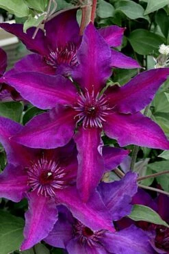 Fleuri Clematis - 1 Gallon Pot -Wilson Bros Gardens Shop clematis fleuri 11