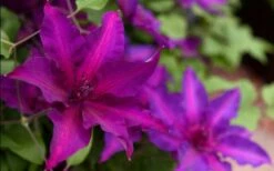 Fleuri Clematis - 1 Gallon Pot -Wilson Bros Gardens Shop clematis fleuri 19