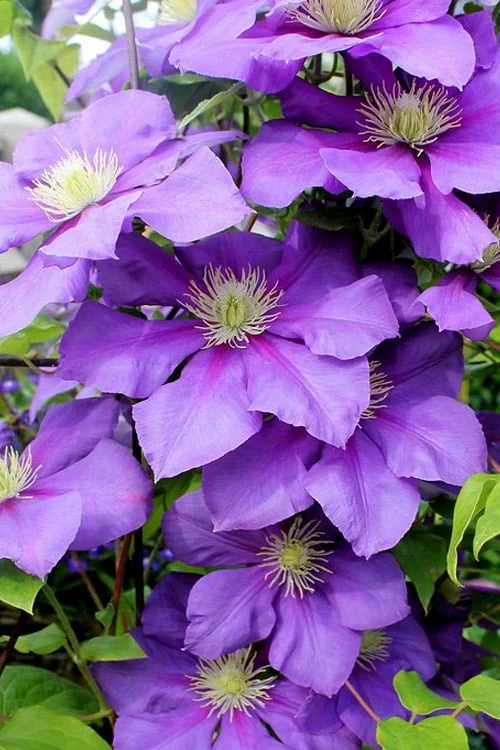 General Sikorski Clematis - 1 Gallon Pot 1 General Sikorski Clematis - 1 Gallon Pot