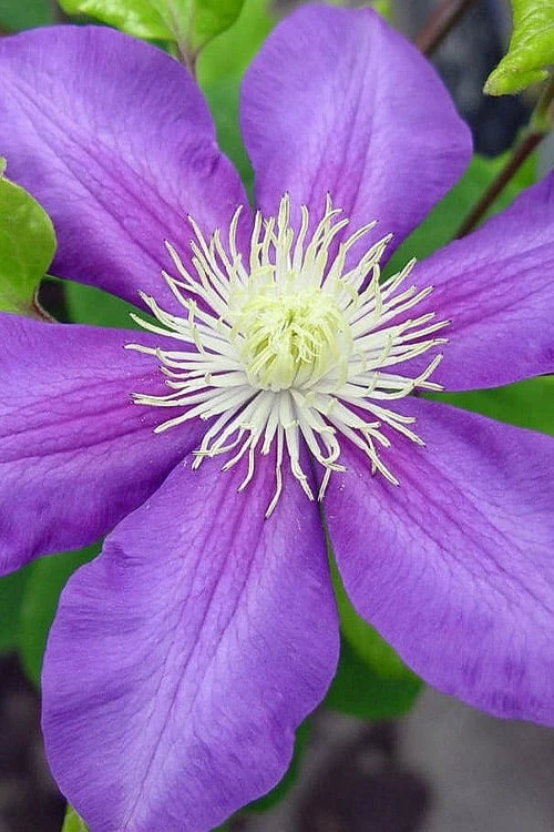 General Sikorski Clematis - 1 Gallon Pot 7 General Sikorski Clematis - 1 Gallon Pot - Image 7