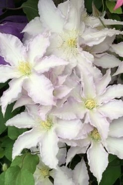 Gillian Blades Clematis - 1 Gallon Pot -Wilson Bros Gardens Shop clematis gillian blades 500x750 1