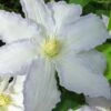 Gillian Blades Clematis - 1 Gallon Pot