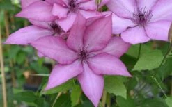 Giselle Clematis - 1 Gallon Pot -Wilson Bros Gardens Shop clematis giselle 12