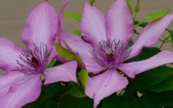 Giselle Clematis - 1 Gallon Pot -Wilson Bros Gardens Shop clematis giselle 7