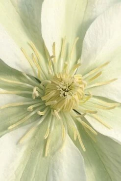 Guernsey Cream Clematis - 1 Gallon Pot -Wilson Bros Gardens Shop clematis guernsey cream 1