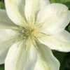 Guernsey Cream Clematis - 1 Gallon Pot