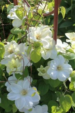 Guernsey Cream Clematis - 1 Gallon Pot -Wilson Bros Gardens Shop clematis guernsey cream 3