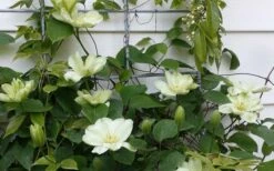 Guernsey Cream Clematis - 1 Gallon Pot -Wilson Bros Gardens Shop clematis guernsey cream 4