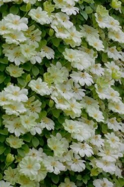 Guernsey Cream Clematis - 1 Gallon Pot -Wilson Bros Gardens Shop clematis guernsey cream 5