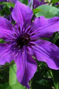 Guiding Promise Clematis - 1 Gallon Pot