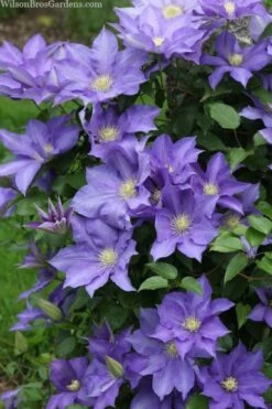 H. F. Young Clematis - 1 Gallon Pot -Wilson Bros Gardens Shop clematis h f young 13