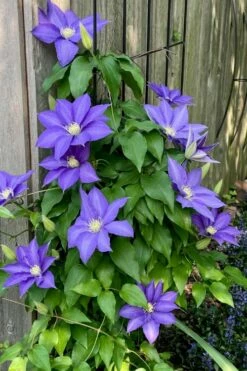 H. F. Young Clematis - 3 Gallon Pot -Wilson Bros Gardens Shop clematis h f young 5 1