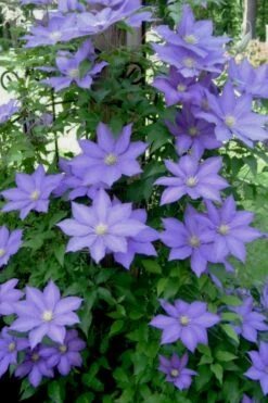 H. F. Young Clematis - 3 Gallon Pot -Wilson Bros Gardens Shop clematis h f young 9 1