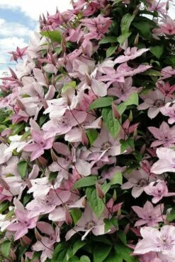 Hagley Hybrid Clematis - 1 Gallon Pot -Wilson Bros Gardens Shop clematis hagley hybrid 11