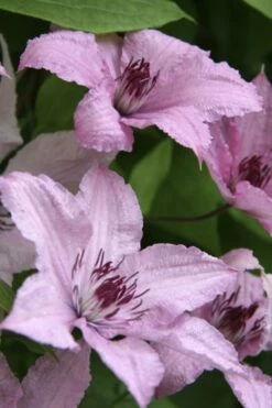 Hagley Hybrid Clematis - 1 Gallon Pot -Wilson Bros Gardens Shop clematis hagley hybrid 14