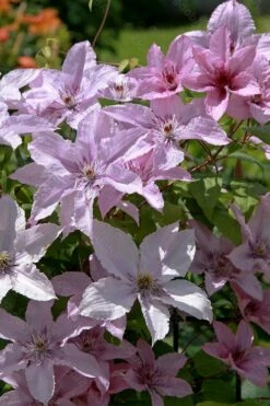 Hagley Hybrid Clematis - 1 Gallon Pot -Wilson Bros Gardens Shop clematis hagley hybrid 18