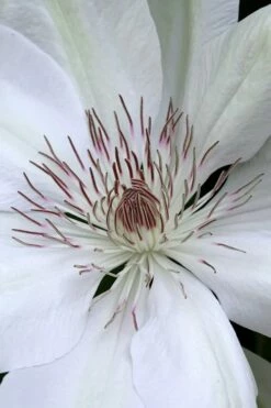 Henryi Clematis - 1 Gallon Pot -Wilson Bros Gardens Shop clematis henryi 1