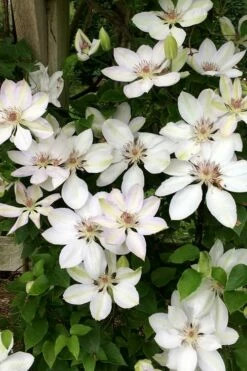 Henryi Clematis - 1 Gallon Pot -Wilson Bros Gardens Shop clematis henryi 2