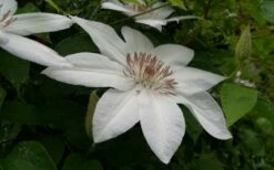 Henryi Clematis - 1 Gallon Pot -Wilson Bros Gardens Shop clematis henryi 3