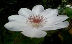 Henryi Clematis - 1 Gallon Pot -Wilson Bros Gardens Shop clematis henryi 4