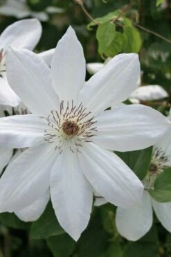 Henryi Clematis - 1 Gallon Pot