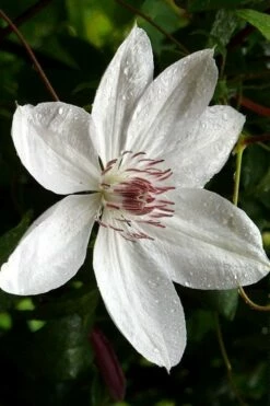 Henryi Clematis - 1 Gallon Pot -Wilson Bros Gardens Shop clematis henryi 6