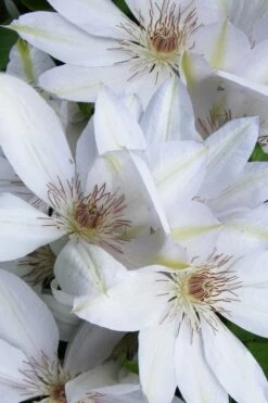Henryi Clematis - 1 Gallon Pot -Wilson Bros Gardens Shop clematis henryi 7